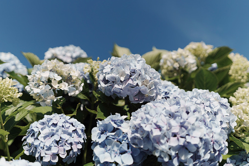 The Hortensia flower also known as hydrangea is a symbol for the lush nature on the Portuguese Azorean Islands in the middle of the North Atlantic Ocean
