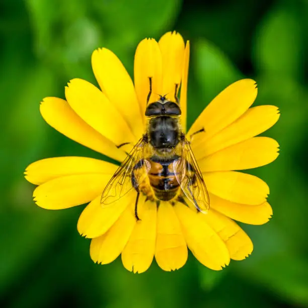 Hoverfly (Syrphidae) sitting on a yellow english marigold flower on a green background.