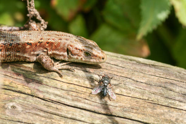 istock viviparous lizard with 'friend' the fly 1899241497