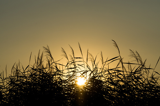 Beautiful summer sunset behind reeds of a small stream