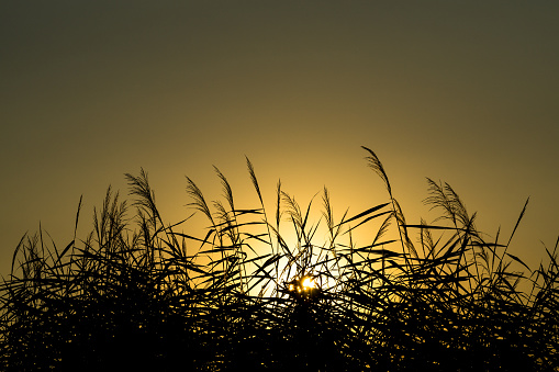Beautiful summer sunset behind reeds of a small stream