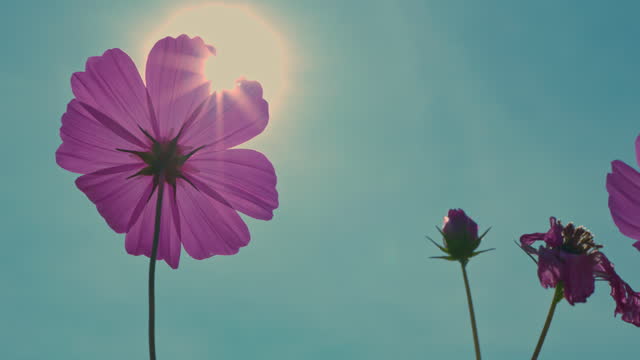 silhouette cosmos flower and sunlight on blue sky