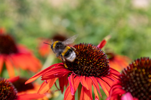Bumblebee looking for pollen on a Rudbeckia