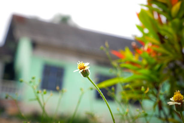 small flowers growing wild in the yard