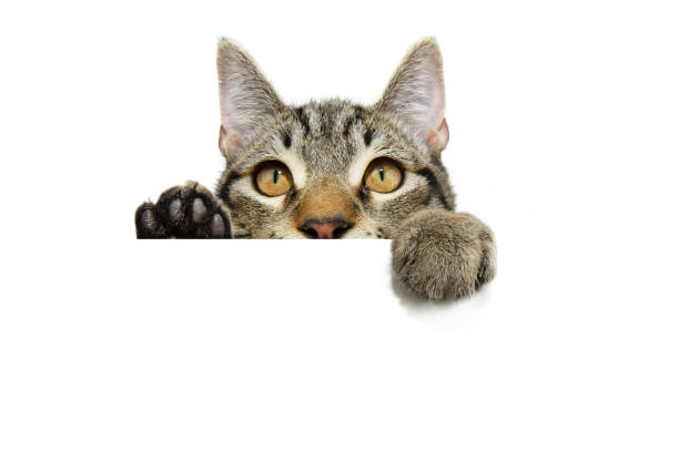 istock Curious tabby cat hanging its paws over a white blank. Isolated on white backgorund 1899273462