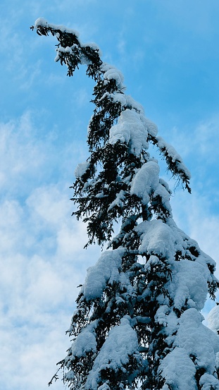 Lots of snow on an over-burdened tree