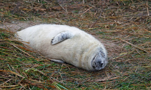 istock New born grey seal pups on the beach 1899289650