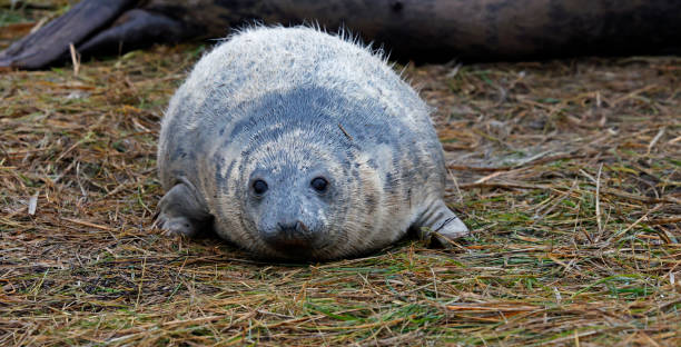 istock New born grey seal pups on the beach 1899289653