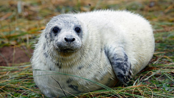 istock New born grey seal pups on the beach 1899290121