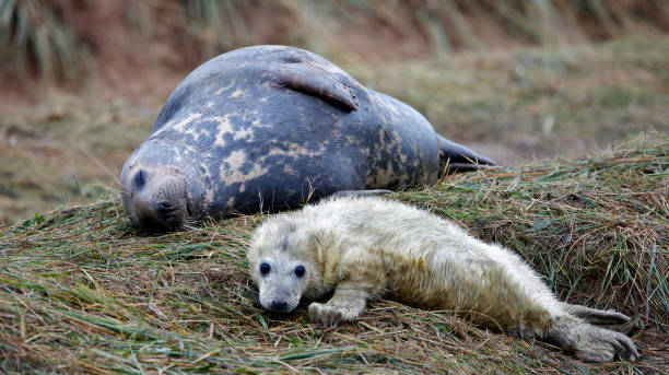 istock New born grey seal pups on the beach 1899290703