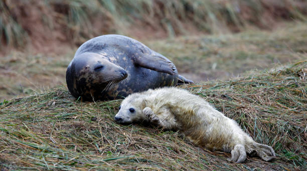 istock New born grey seal pups on the beach 1899290705