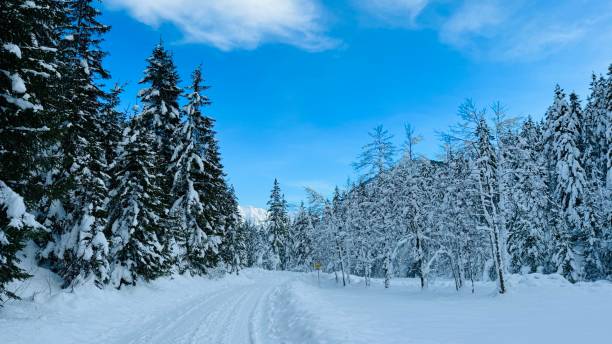 istock Snowy forest in the Karwendel mountains 1899290714