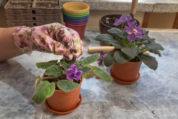istock Women's hands pluck wilted violet (Saintpaulia) flowers. Close-up 1899307459