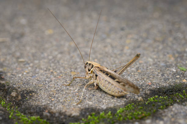 A brown bush cricket (Tessellana veyseli) sitting on the ground, summer in Vienna (Austria)