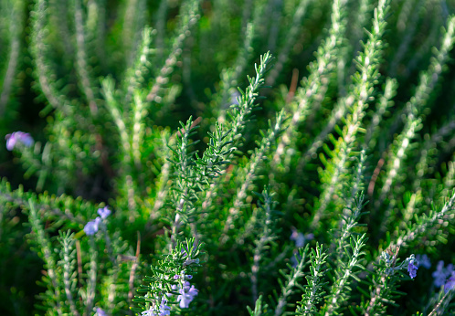 Rosemary bush in the garden, close up., selective focus