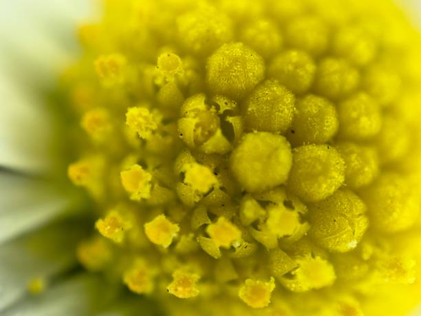 Extreme close up of daisy