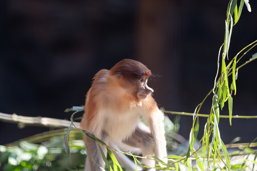 proboscis monkey