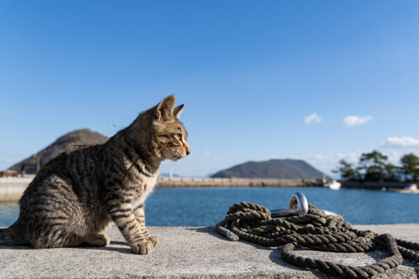 堤防に座る猫