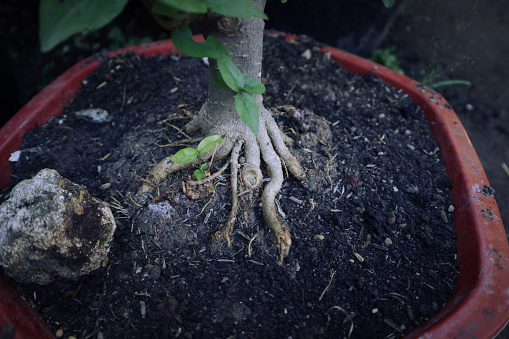 Plant roots play an important part in the development of the plant itself. They support the whole plant with food that is absorbed from the soil.