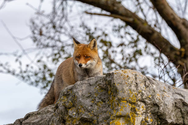 istock The winter of the red fox 1899384186