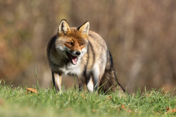 istock The winter of the red fox 1899398391
