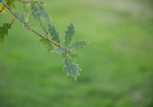 Oak leaf showing new signs of growth and vigour - new life and hope and security for the future.