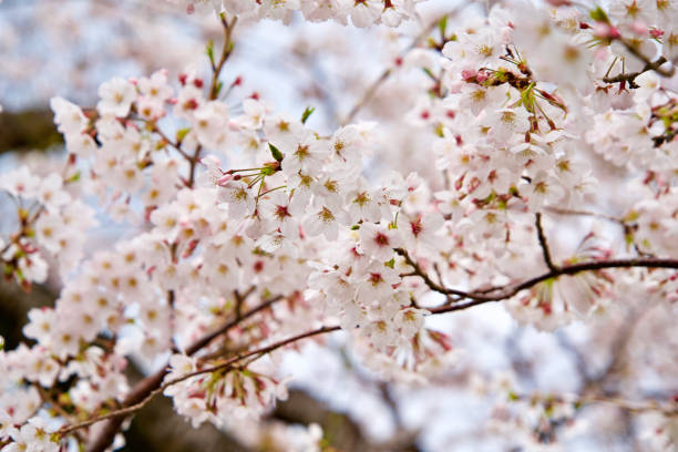 istock Close up blooming cherry tree in Shizuoka. 1899403041
