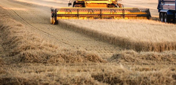 istock Front on view of a Combined Harvester working the fields on a sunny Autumn evening 1899405651