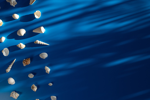 Close up view of a starfish, seashells and pebbles in a blue colored beach. High resolution 42Mp outdoors digital capture taken with SONY A7rII and Zeiss Batis 40mm F2.0 CF lens