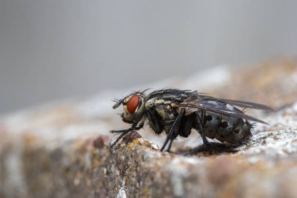 istock Close-up of a Flesh-Fly (Sarcophaga carnaria) 1899427471