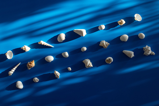 Summer background with a bunch of seashells. Abstract background with a large variety of shells, above view