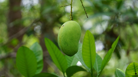 a fresh mango fruit still hanging on the tree trunk. a very focused photo with a blur on the back.