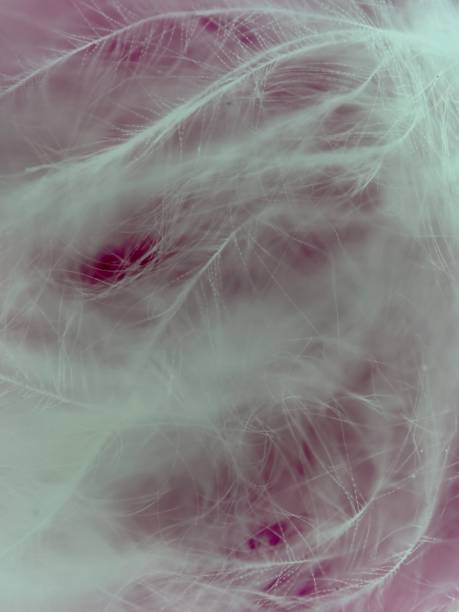 istock Extreme close up of feathers 1899450994