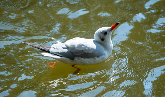 Common Black Headed Gull, playing on the waters of River Ganges in Varanasi.