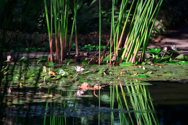 Reflections in the water of a pond with a lotus flower . Swamp with green growing reed