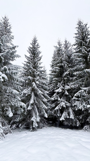 Frosty Fir Forest: Christmas Charm in the Snow