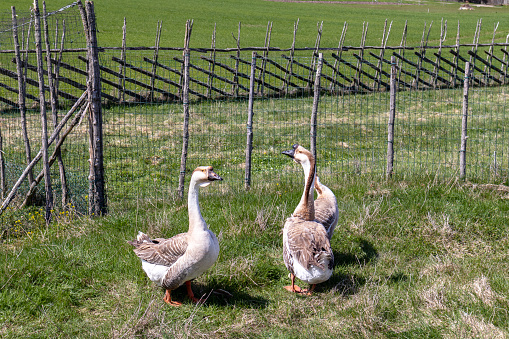 Three brown geese are grazing in the field