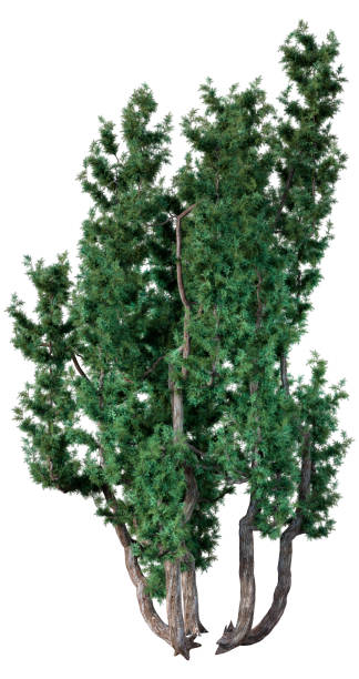 3D Rendering Mediterranean Juniper on White 3D rendering of a mediterranean juniper tree isolated on white background juniperus oxycedrus stock pictures, royalty-free photos & images