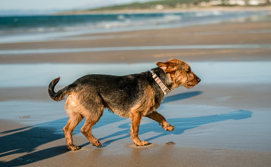 Dog walking at sea shore. Cute domestic doggy pet enjoying day at ocean coast at summer day