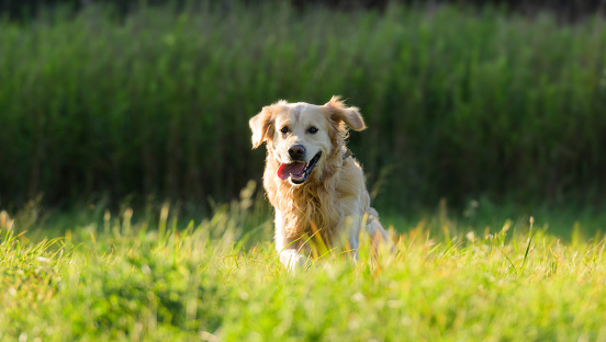 Adorable Golden Retriever Dog Running Outdoors In A Green Grass
