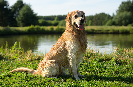 Wet Golden Retriever Sitting With Wet Fur After Swimming In River Outdoors. Labrador Pet Doggy Enjoying Sun After Lake