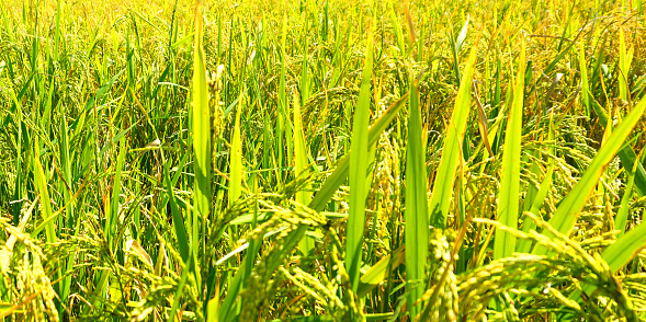 The green and yellow ears of Rice grains before harvest rice fields.