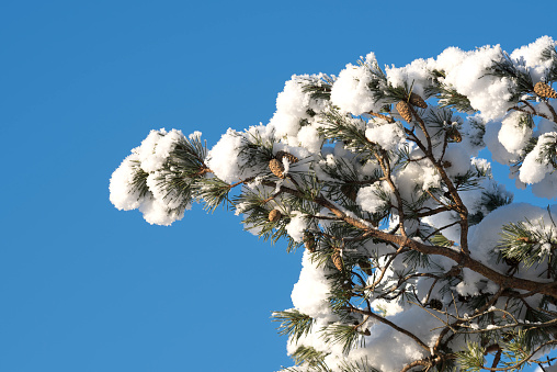 Snow covered branch of pine tree (Pinus sylvestris; an evergreen conifer) on a sunny day in winter (in Bergen, Norway - isolated a blurred background (with space for copy) of clear blue sky and white snow covered ground. The image was captured with a fast 300mm prime telephoto lens (with shallow depth of field) connected to a full frame DSLR camera.