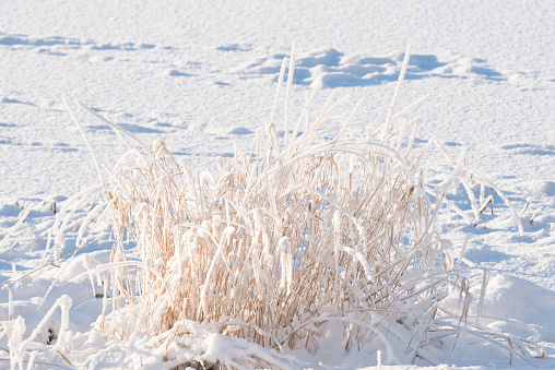 Winter landscape at the pond (or a small lake). The water is frozen and the ice of the lake as well as the shore is covered with snow. Rush plants are wilted, weathered, bended, broken and frosted. The image was captured with a full-frame DSLR and a fast telephoto prime lens resulting in shallow depth of field and a large clean image file.