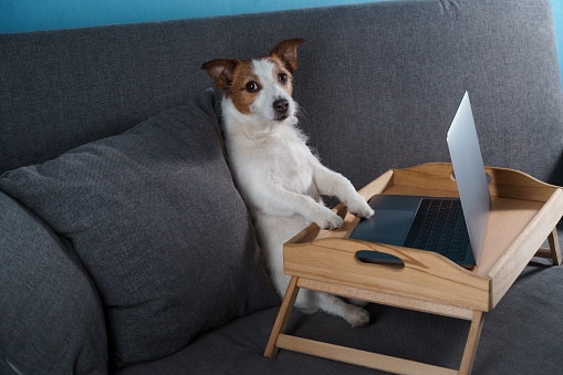 A dog sitting on a couch. Jack Russell Terrier with a laptop. Work at home, isolation, save