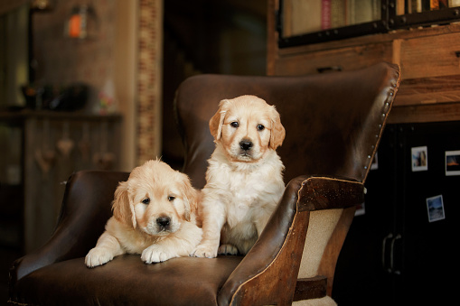 Golden retriever puppy at home. Dog on the background of the fireplace. Pet indoors