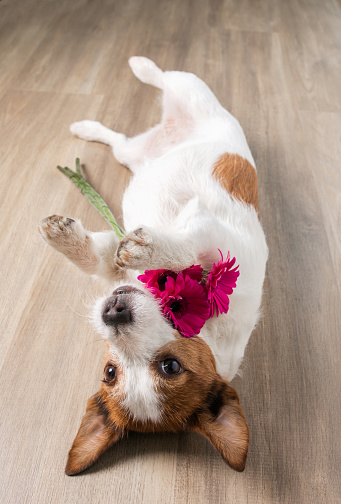 dog with a flower. Valentine's Day. Funny jack russell terrier. Pet at home.