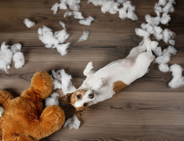 istock Bad dog. Jack Russell Terrier vomits, spoils a soft toy. Educating pet. 1899506483