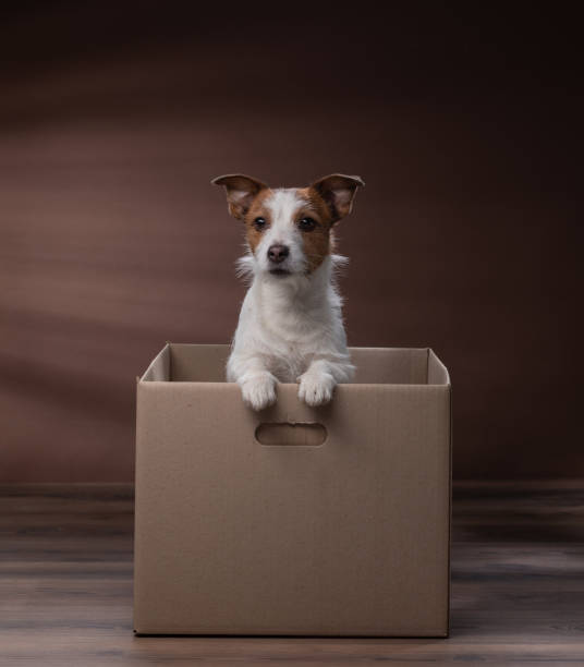 istock dog in a box, moving. Pet at home. Funny jack russell terrier. Mail, package 1899506991
