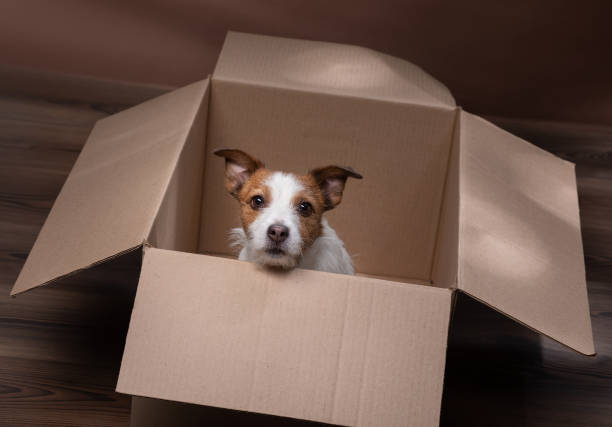 istock dog in a box. moving. Pet at home. Funny jack russell terrier. Mail, package, gift 1899507003